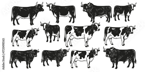 Linocut cows and bulls collection featuring ayrshire and holstein breeds 