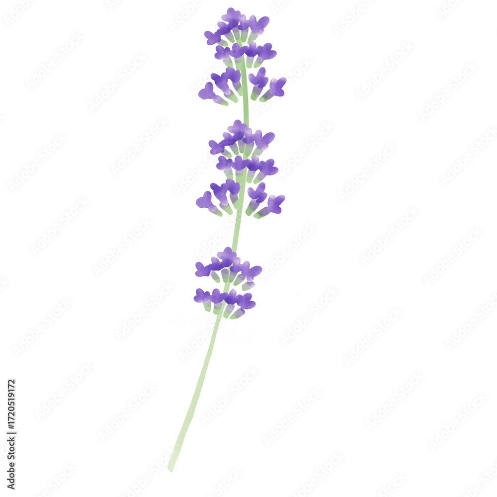 Naklejka premium Watercolor lavender illustration