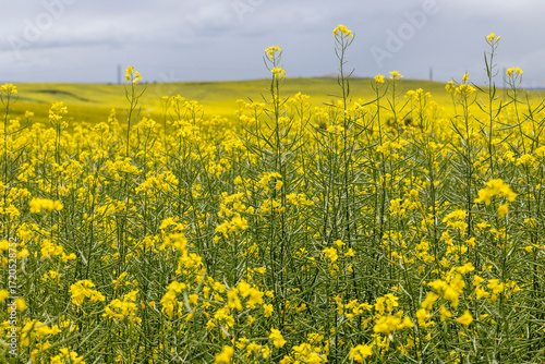 Fotografía Conola crop growing in Western Australia