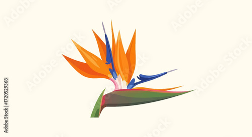 Vibrant bird of paradise flower with orange petals and blue accents on a light background.