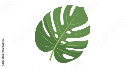 A detailed illustration of a vibrant green Monstera deliciosa leaf with fenestrations.