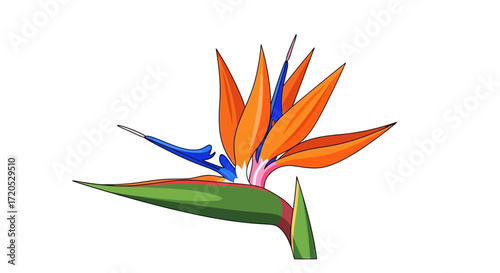 Bird of Paradise flower, vibrant orange and blue petals, detailed illustration.