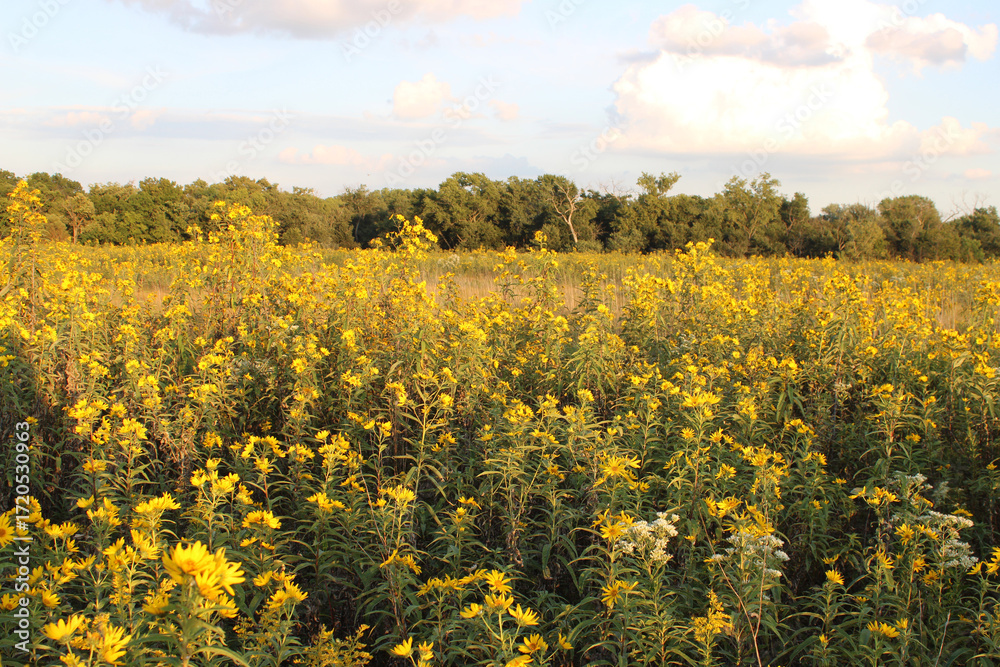 Obraz premium Sawtooth sunflowers dominate a field at the Linne Woods restored tallgrass prairie in Morton Grove, Illinois