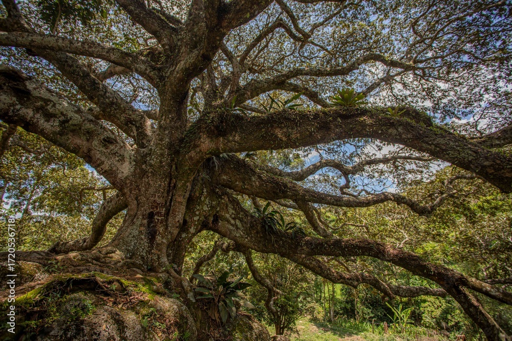Fototapeta premium árvore centenária, Jatobá, Hymenaea courbaril