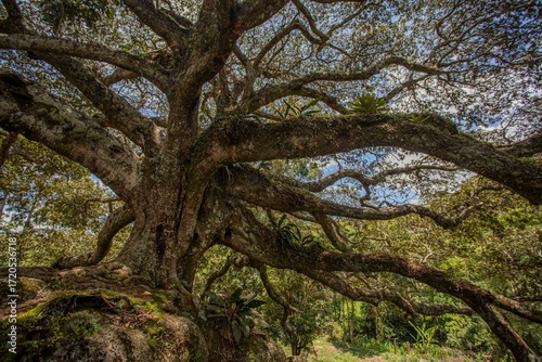 árvore centenária, Jatobá, Hymenaea courbaril