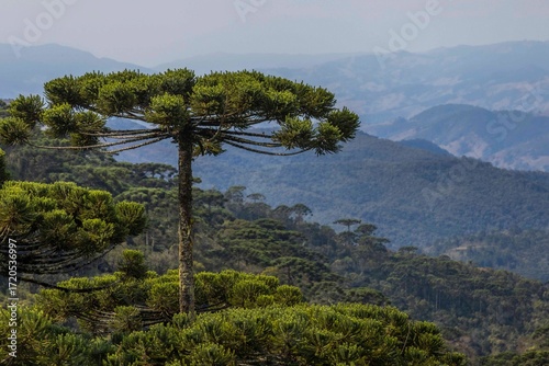 Araucária, Pinheiro Brasileiro, Árvores do Brasil 