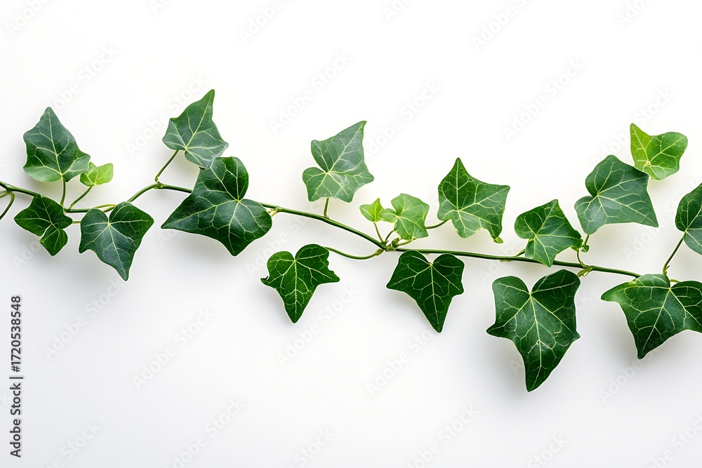 Fototapeta premium Spreading Green Ivy Branch Foliage with Intricate Veins on Bright White Background