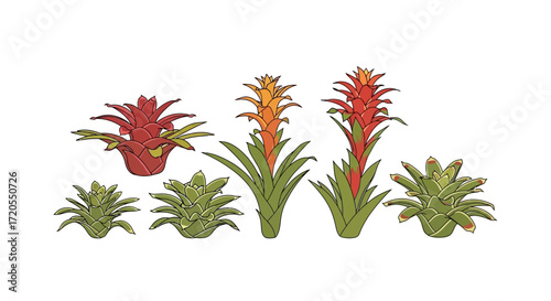 Collection of Bromeliad Plants with Varying Colors and Sizes.