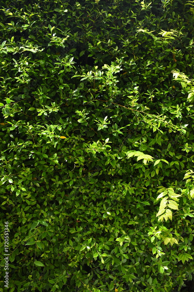 Obraz premium green leaf fence in the garden, natural background in springtime