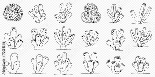 Hand-drawn illustrations of various marine sponges and coral formations in a detailed black and white style.
