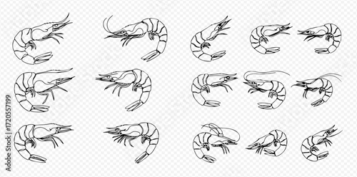 A collection of detailed black and white line art illustrations depicting various shrimp in different poses.