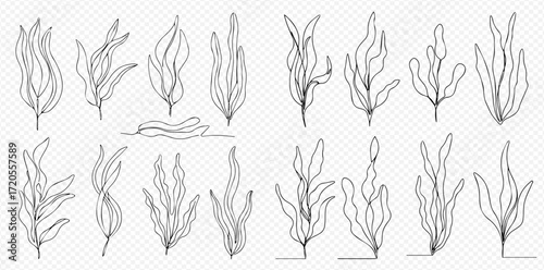 A collection of diverse hand-drawn line art illustrations depicting various types of seaweed and aquatic plants on a transparent background.
