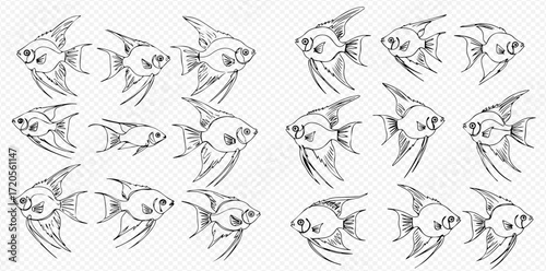 Detailed line art sketches of multiple angelfish in various orientations, illustrating aquatic life.