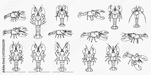 A comprehensive collection of black and white line art illustrations showcasing various lobsters from multiple perspectives.