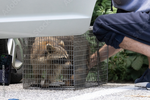 Raccoon in Live Trap with Human Assistance (Procyon lotor)