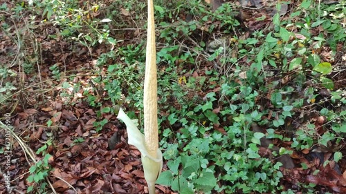 amorphophallus flower