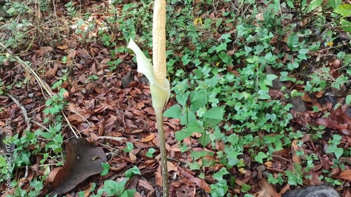amorphophallus flower