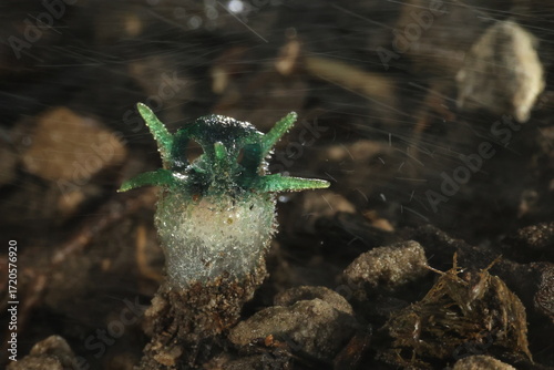 “Wonder Owl's eye” (Thismia thaithongiana) The native range of this species is Thailand. It is a holomycotrophic rhizomatous geophyte and grows primarily in the wet tropical biome.
Umphang ,THAILAND