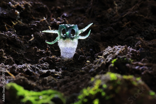 “Wonder Owl's eye” (Thismia thaithongiana) The native range of this species is Thailand. It is a holomycotrophic rhizomatous geophyte and grows primarily in the wet tropical biome.
Umphang ,THAILAND