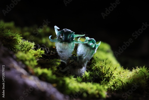 “Wonder Owl's eye” (Thismia thaithongiana) The native range of this species is Thailand. It is a holomycotrophic rhizomatous geophyte and grows primarily in the wet tropical biome.
Umphang ,THAILAND