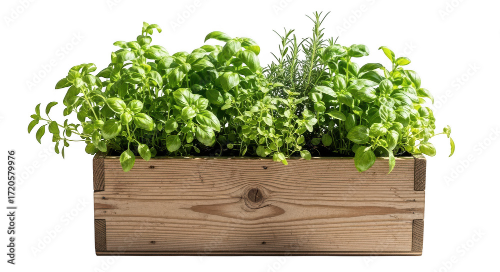 Fototapeta premium Fresh herbs in wooden box isolated on transparent background, 3d rendering