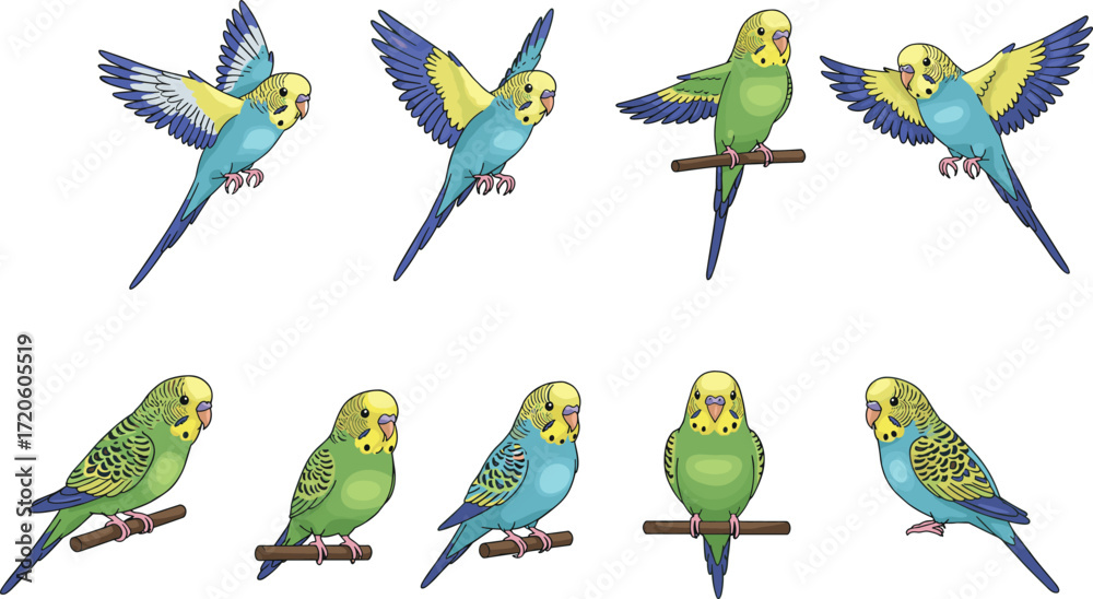 Obraz premium Parakeet illustration, budgerigar drawing, flying parakeet, perched parakeet, colorful bird art, exotic pet, tropical parrot, avian anatomy, wildlife design, decorative bird artwork