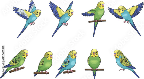 Parakeet illustration, budgerigar drawing, flying parakeet, perched parakeet, colorful bird art, exotic pet, tropical parrot, avian anatomy, wildlife design, decorative bird artwork