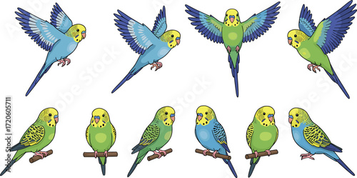 Colorful budgerigar birds illustration, cartoon parakeets in flight and perched, tropical pet bird collection, vibrant aviary design, exotic wildlife animal artwork set