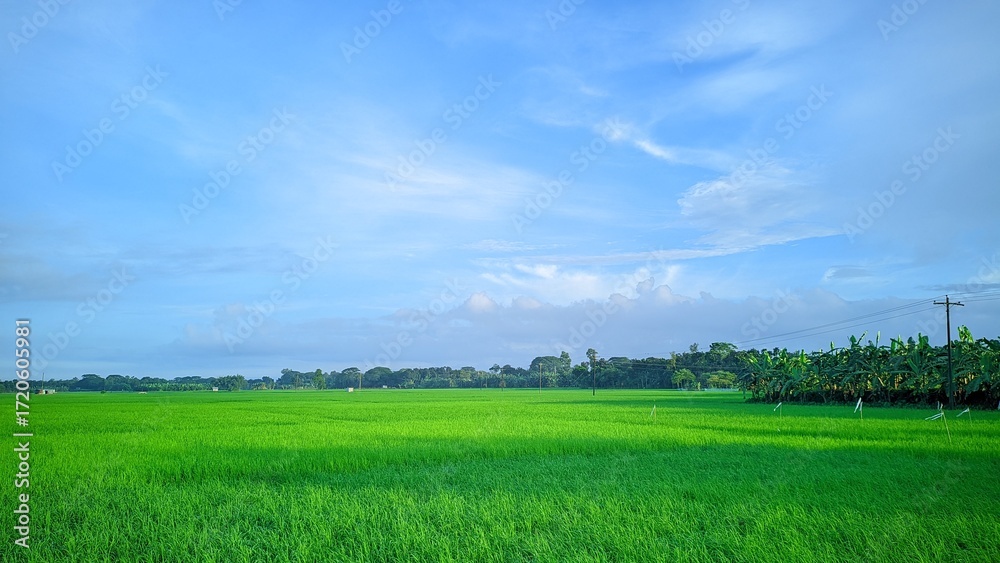 Obraz premium A bright green field under a cloudy blue sky