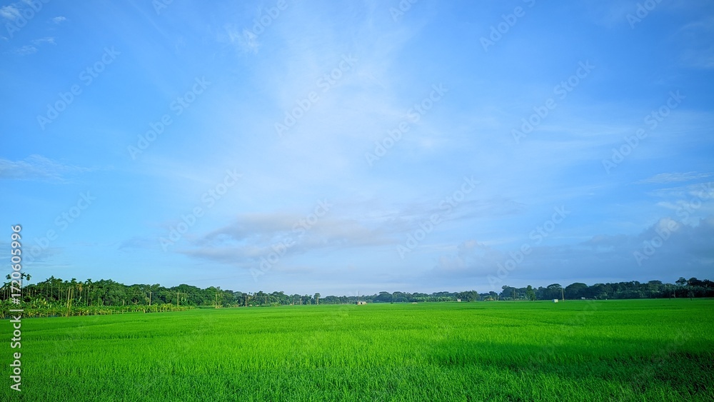 Fototapeta premium A vibrant rice field under a clear blue sky