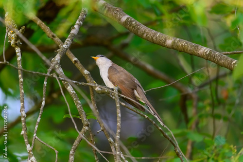 Tableau sur toile A Yellow-Billed Cuckoo near Montello, Wisconsin.