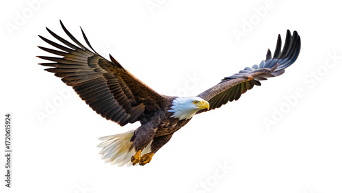 american bald eagle