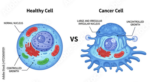 Healthy cell on the left, cancer cell on the right, illustrating differences in structure and appearance.
