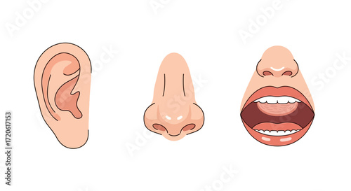  ear, nose, and open mouth on a white background, emphasizing sensory organs. The tone is clean, educational, and straightforward.