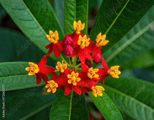 Close-up of Red and Yellow Flowers with Green Leaves