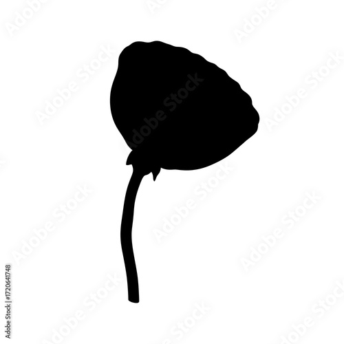 Poppy seed head silhouette isolated on white background