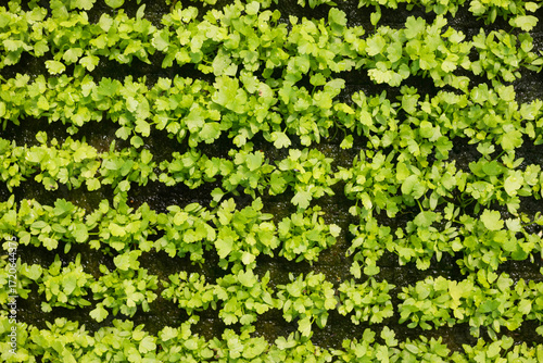 fresh coriander plants or cilantro in Nursery for seedlings from the garden Hydroponics or Soilless Culture
