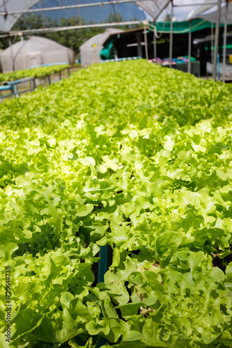 Green oak lettuce or Salad vegetables in Nursery for seedlings from the garden Hydroponics or Soilless Culture
