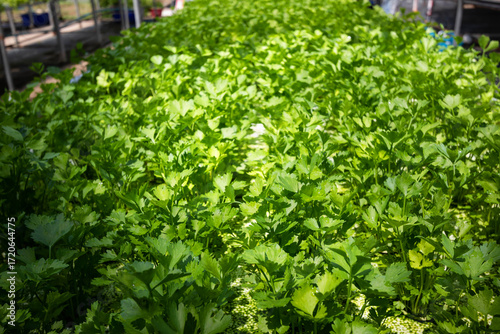 fresh coriander plants or cilantro in Nursery for seedlings from the garden Hydroponics or Soilless Culture