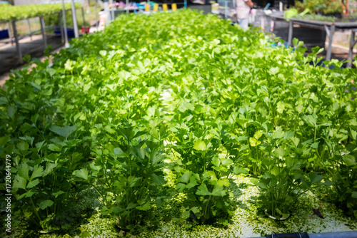 fresh coriander plants or cilantro in Nursery for seedlings from the garden Hydroponics or Soilless Culture