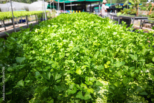 fresh coriander plants or cilantro in Nursery for seedlings from the garden Hydroponics or Soilless Culture