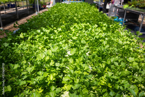 fresh coriander plants or cilantro in Nursery for seedlings from the garden Hydroponics or Soilless Culture