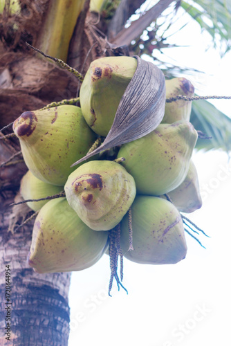 fresh Many coconuts on a coconut tree on the beach