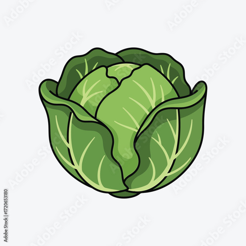 Fresh green cabbage healthy vegetable illustration food organic produce garden grown produce vector