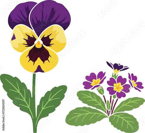 Vibrant pansy flower and cluster of purple primroses botanical illustration art vector