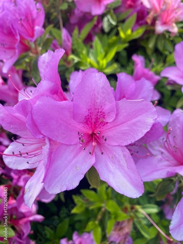 pink flowers in the garden