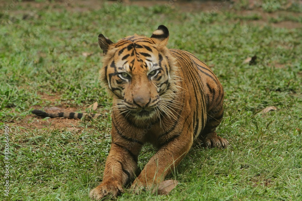 Obraz premium A sumatran tiger is seen lying on the grass while growling.