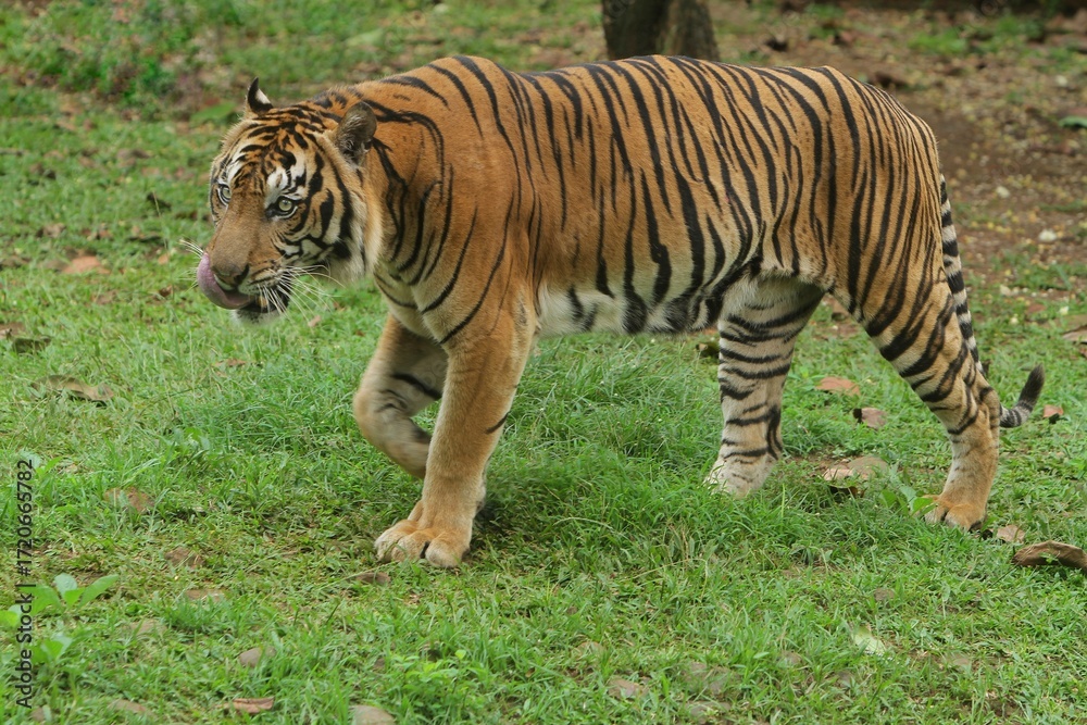 Obraz premium a sumatran tiger is seen walking in the bushes