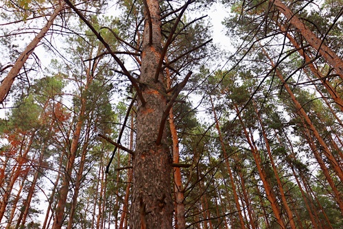 tree in the forest