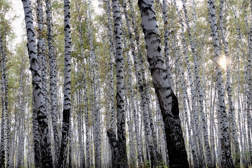 tree in the forest